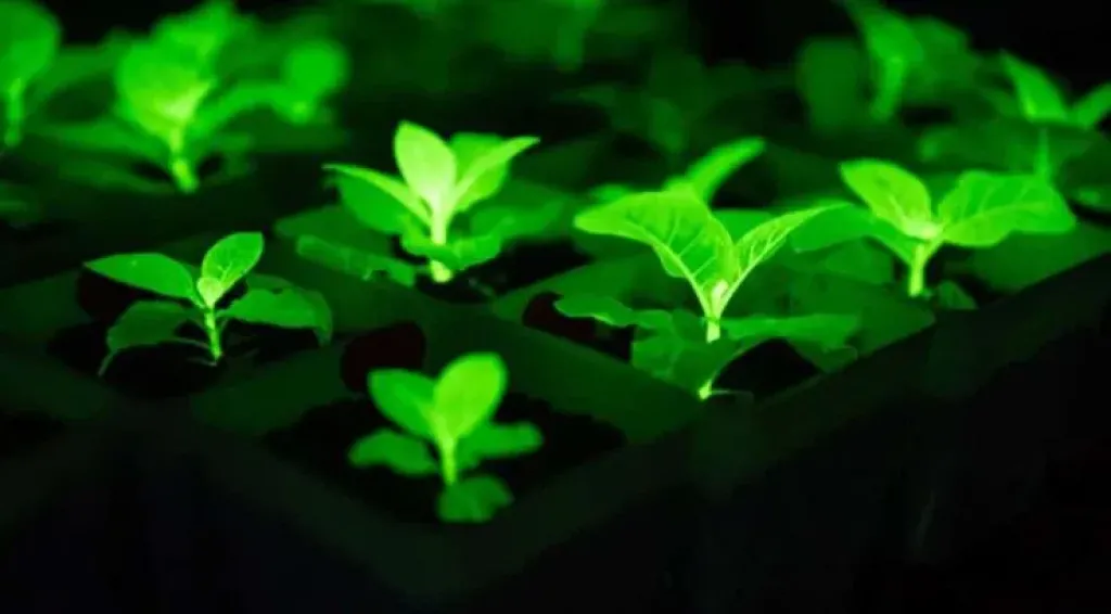 نباتات الأفاتار.. صينيون يطورون زهورا متوهجة لإضاءة المدن بدون كهرباء