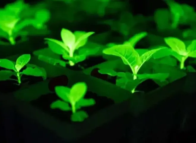 نباتات الأفاتار.. صينيون يطورون زهورا متوهجة لإضاءة المدن بدون كهرباء