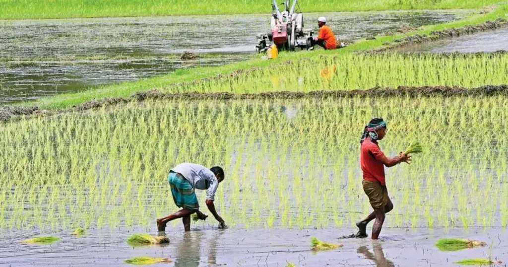 تحرك رسمي لتقييم أرز عرابي.. وبروتوكول مرتقب بين البحوث الزراعية والجامعات بعد سنوات من الجدل