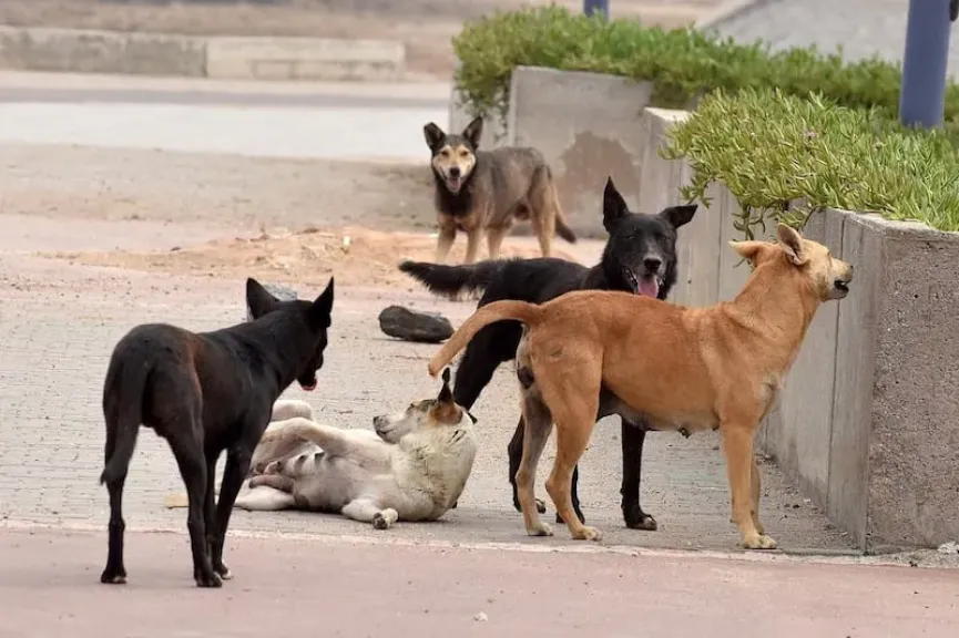 الزراعة تعلن عن الخط الساخن للإبلاغ عن الكلاب الضالة