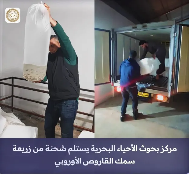 زريعة قاروص أوروبي لتعزيز الاستزراع المائي بالتعاون مع مشروع MADE II