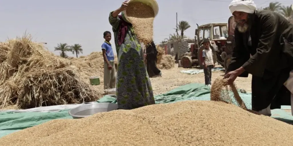 محافظ الشرقية يعلن انطلاق توريد القمح بسعة 725 ألف طن