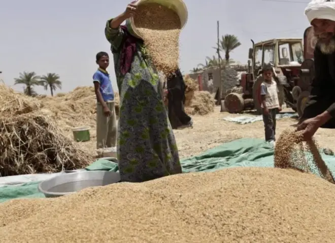 محافظ الشرقية يعلن انطلاق توريد القمح بسعة 725 ألف طن