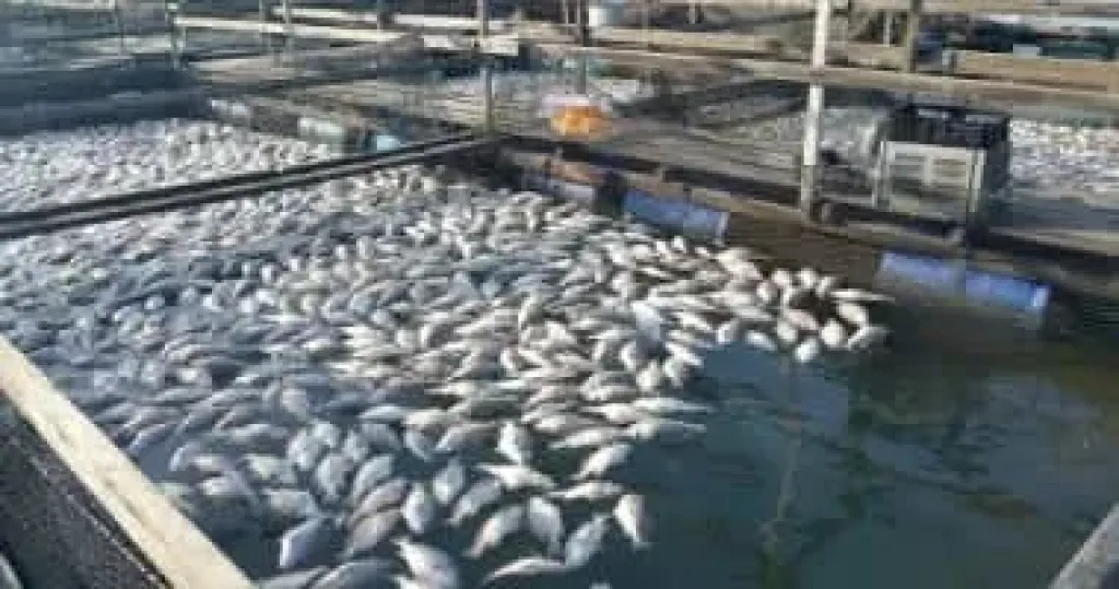 دور الطاقة المتجددة في خفض تكاليف المزارع السمكية