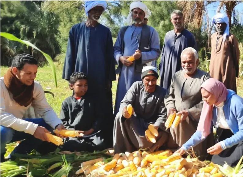 تقاوى الذرة الشامية.. دليل المزارع لتحقيق أعلى إنتاجية