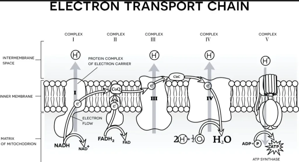 كيف تحول إنزيمات الجسم مبيد ”شالينجر” إلى سم قاتل؟.. أستاذ سمية المبيدات يكشف التفاصيل