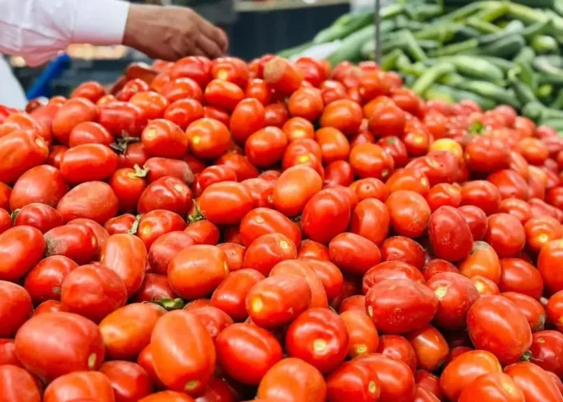 سر تراجع أسعار الطماطم بعد موجة الغلاء