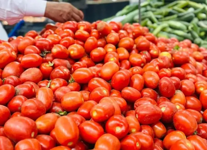 سر تراجع أسعار الطماطم بعد موجة الغلاء