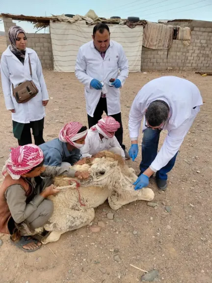 ”بحوث الصحراء” يطلق قافلة بيطرية لفحص ٢٠٠ رأس ماشية مجانًا بجنوب سيناء