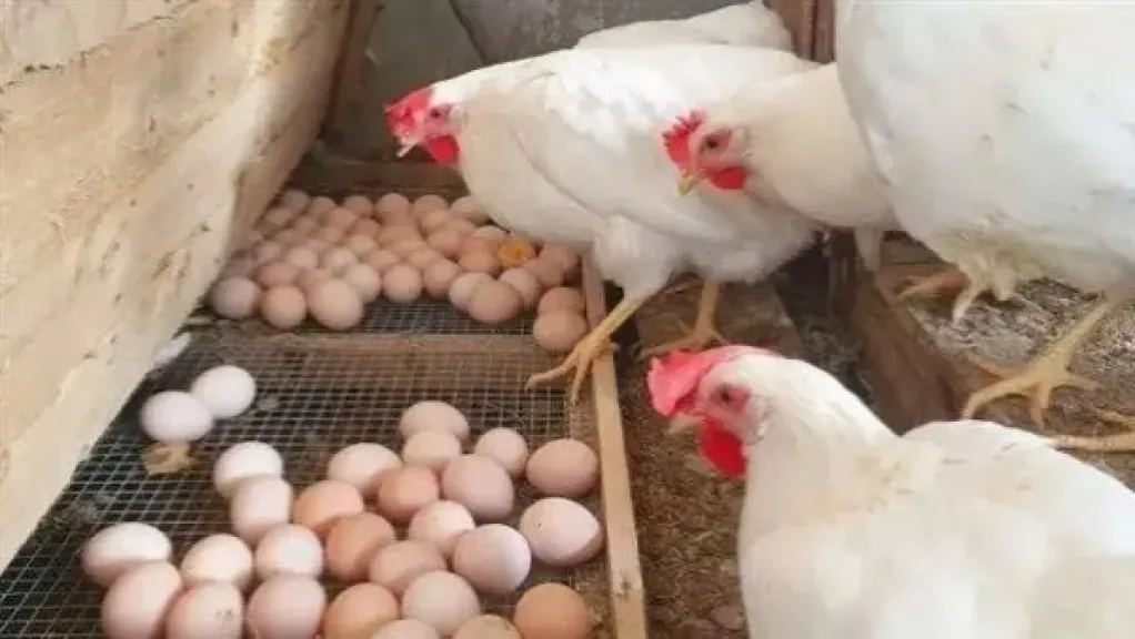 انخفاض أسعار الفراخ في مصر اليوم الأحد 19 - 4 - 2026