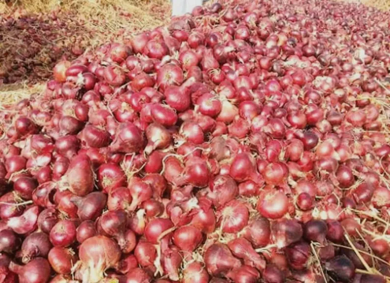 انهيار أسعار البصل في سوق العبور.. وفرة المعروض تربك المزارعين