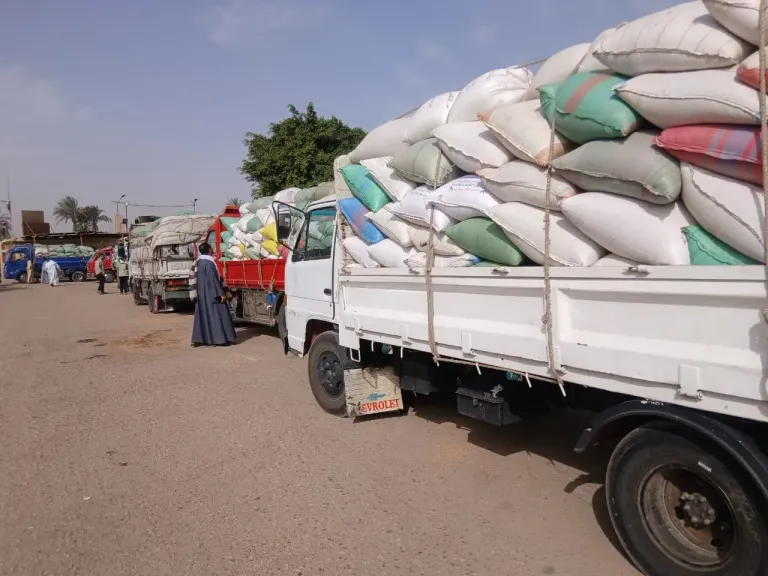 سوهاج تتجاوز 3 آلاف طن توريد القمح