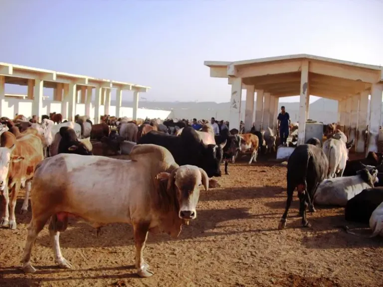 دليل أسعار الأضاحي في مصر قبل العيد