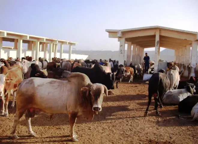 دليل أسعار الأضاحي في مصر قبل العيد