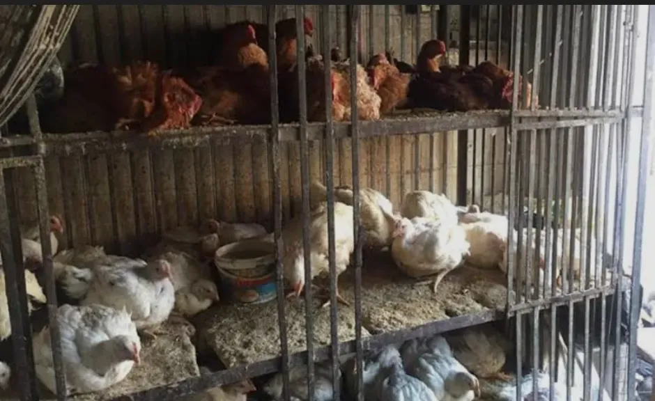 ثبات أسعار الدواجن رغم ارتفاع الأعلاف.. و”الأضاحي” تغيّر خريطة الطلب