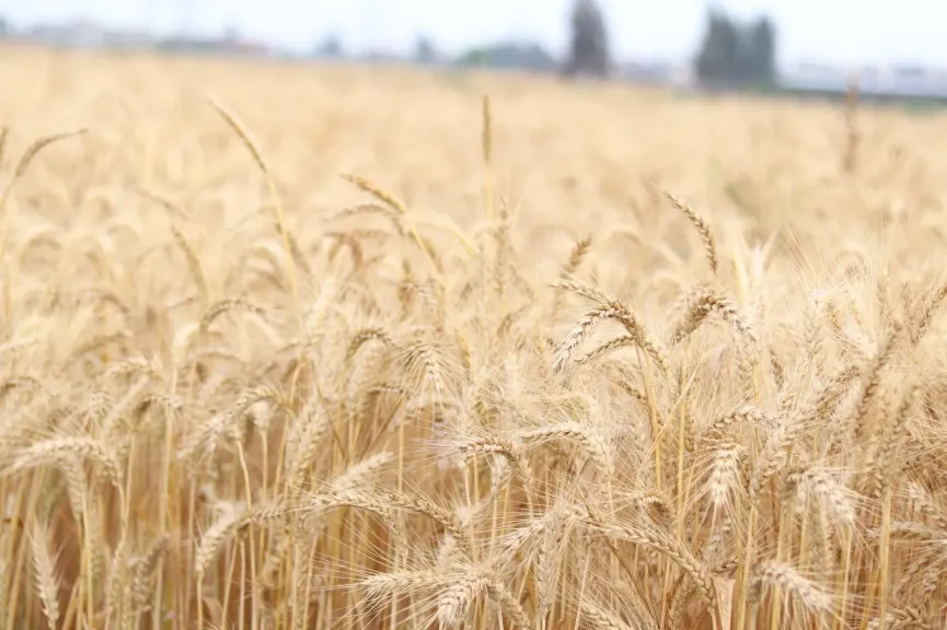 خبير زراعي يكشف علامات تحديد موعد حصاد القمح