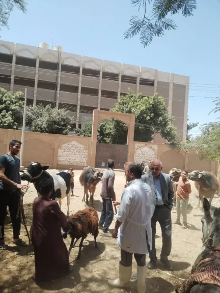 قافلة بيطرية بسوهاج تنقذ 500 رأس ماشية بالمجان