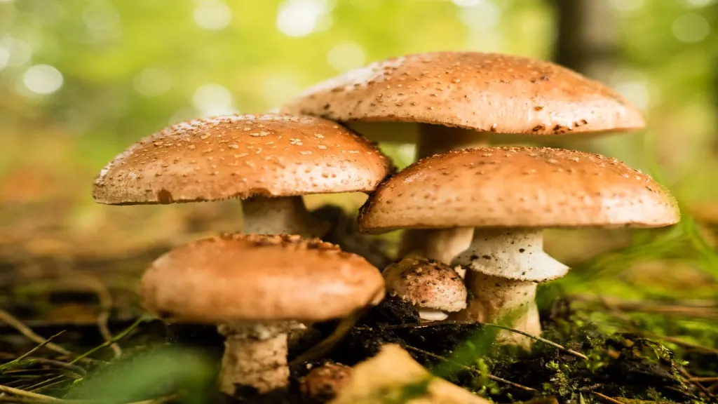 منتجي عش الغراب: زيادة إنتاج عش الغراب 40% وارتفاع أسعاره 20%