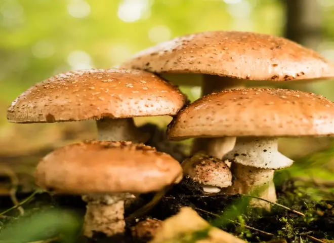 منتجي عش الغراب: زيادة إنتاج عش الغراب 40% وارتفاع أسعاره 20%