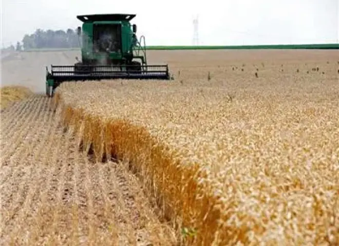 حصاد 55 ألف فدان قمح وتوريد 26 ألف طن بالوادي الجديد
