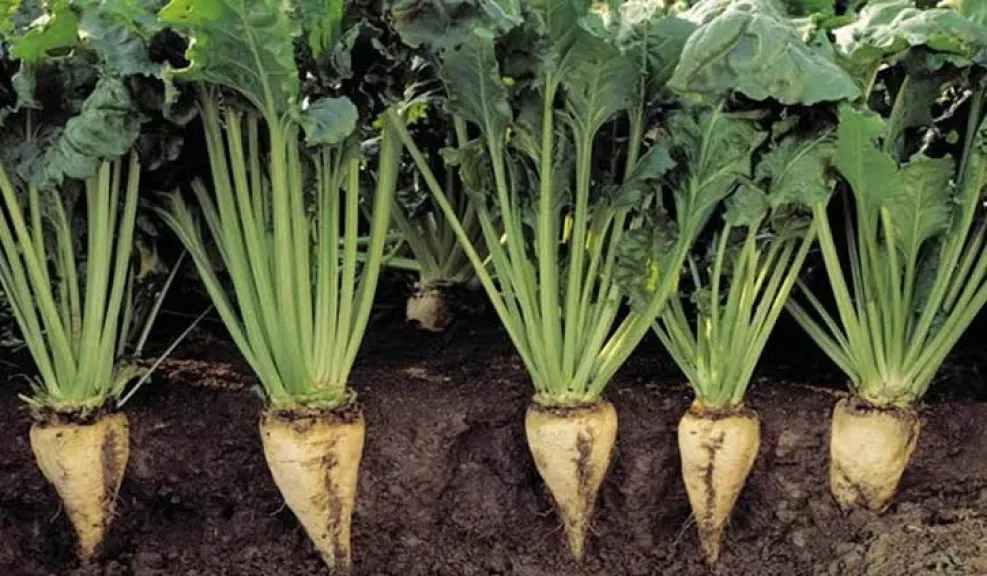 بسبب ”إعادة التسعير”.. طلب إحاطة لوزير الزراعة لإنقاذ آلاف الأسر بـ ”بنجر السكر” في الإسكندرية