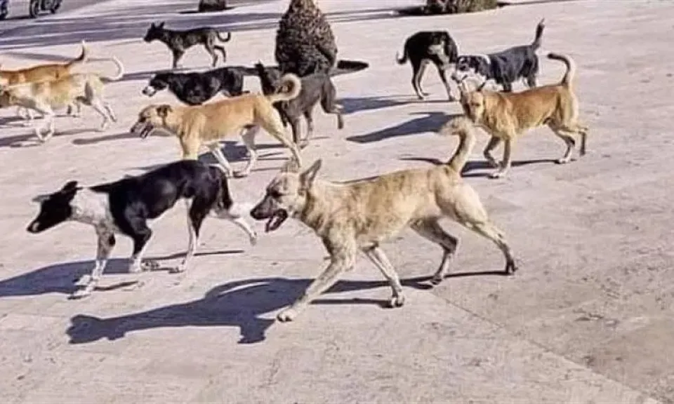 جدل الكلاب الضالة.. التعقيم مستمر وتحذيرات من تزايد الأعداد