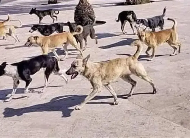 جدل الكلاب الضالة.. التعقيم مستمر وتحذيرات من تزايد الأعداد