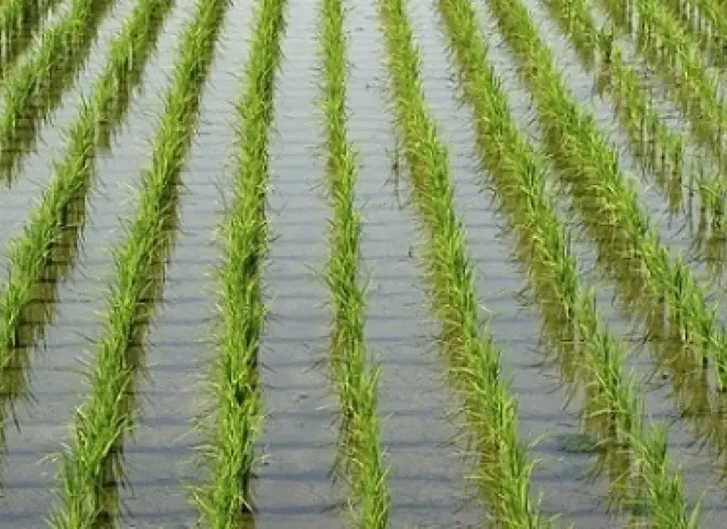 زراعة بحيرة تحذر من زراعة الأرز 2026 في بعض المناطق