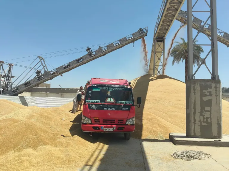 الشطورى يعلن الجاهزية الكاملة لموسم القمح بطهطا