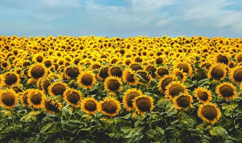 موسم قياسي.. أوروبا تتوقع حصاد 9.6 مليون طن من عباد الشمس