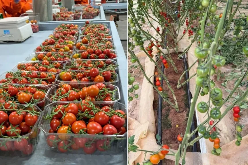 أزمة الطماطم.. المغرب يفاوض المزارعين لتأمين السوق المحلي وتعليق التصدير لإفريقيا