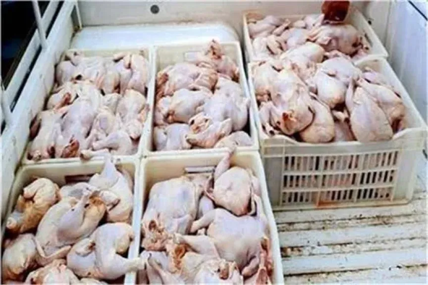 ضبط 8500 طن دجاج فاسد في دمياط الجديدة