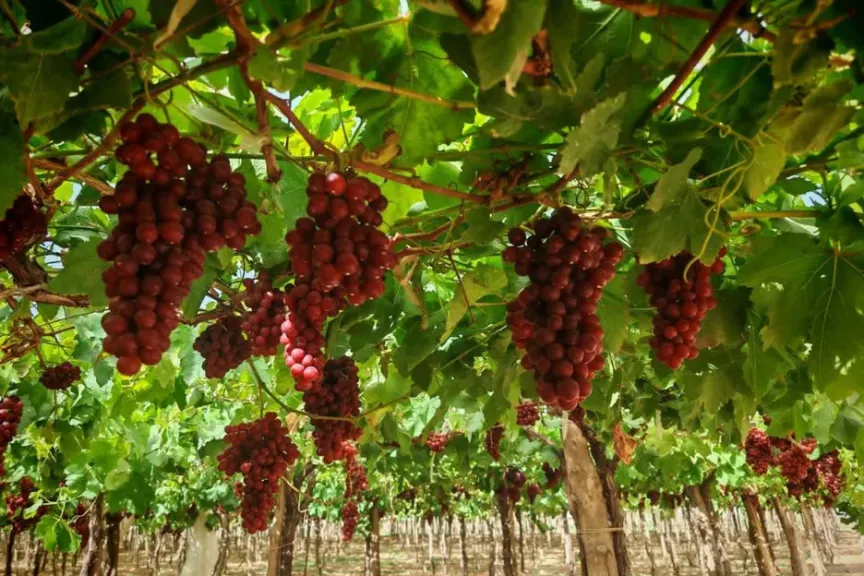 العنب المصري يقتحم الأسواق العالمية مبكرا لتعويض نقص الإمدادات الهندية