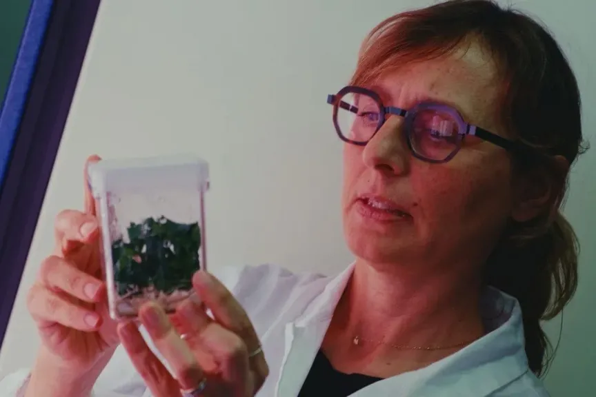 ”ثورة الجينوم”: أفريقيا تنجح في إنتاج أول عنب معدل جينيا لمقاومة الأمراض والجفاف