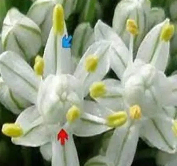 التلقيح الخلطي في البصل: لماذا يحدث رغم أن الزهرة خنثى؟