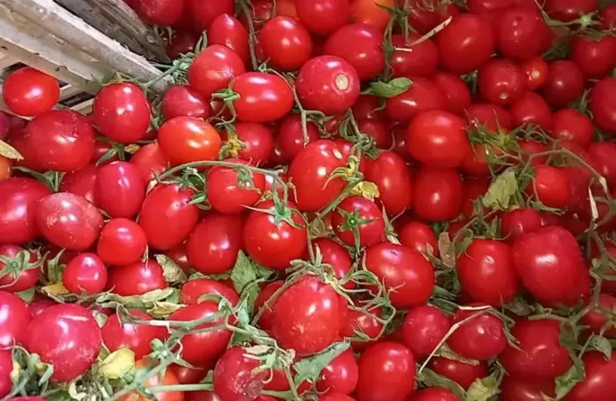 خبير زراعي يحذر من انتشار الأمراض بسبب الشبورة المائية