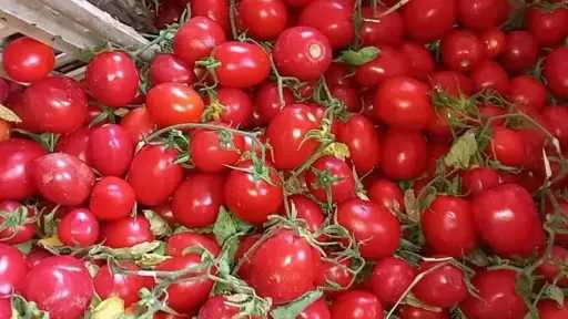 خبير زراعي يحذر من انتشار الأمراض بسبب الشبورة المائية