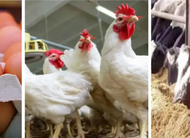 استقرار الفراخ والبيض وتراجع الكتاكيت في الأسواق اليوم الأربعاء