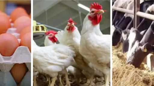 استقرار الفراخ والبيض وتراجع الكتاكيت في الأسواق اليوم الأربعاء