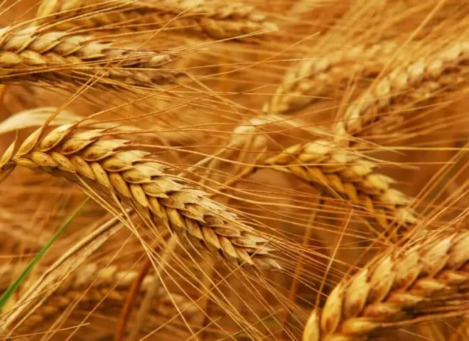 الزراعة تكشف سر زيادة المساحة المنزرعة بالقمح