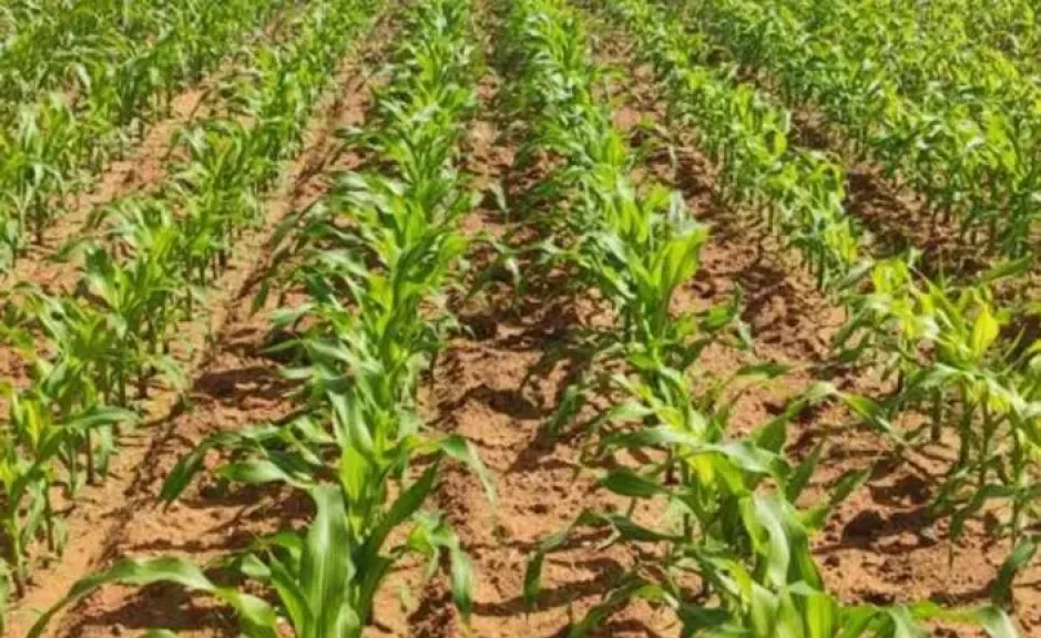 إرشادات لزيادة إنتاج الذرة الشامية وتحقيق أعلى إنتاج