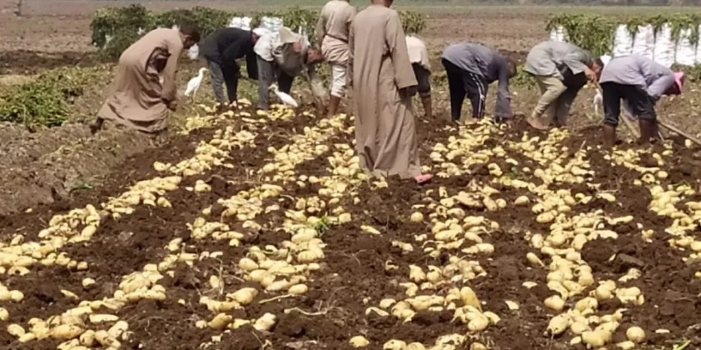 البطاطس المصرية تنافس عالميًا وتفتح أسواقًا جديدة