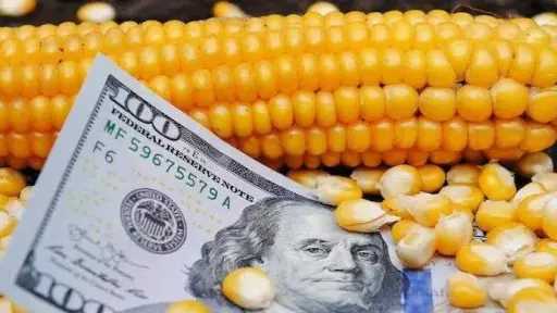 الذرة الأوكرانية تقفز إلى 222 دولارا للطن مدفوعة بالطلب التركي