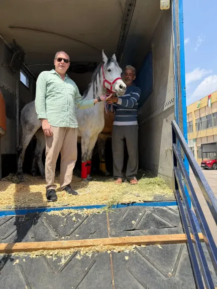 تصدير أول شحنة من الخيول العربية المصرية إلى المملكة الأردنية الهاشمية