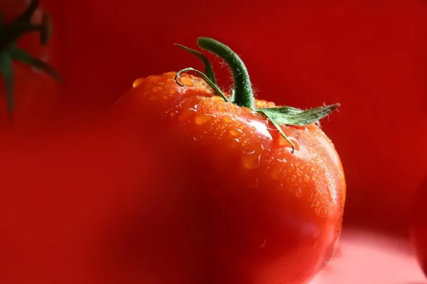 مستويات تاريخية.. أسعار الطماطم في أوروبا تقفز إلى 2.85 يورو للكيلو