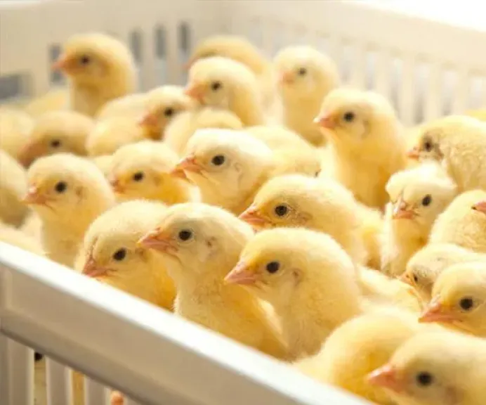 هبوط أسعار الكتاكيت في مصر اليوم الخميس 23 - 4 - 2026