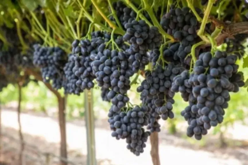 القضاء الإداري المصري يؤكد حماية صنف العنب ”Sugrathirteen” ضد التعديات