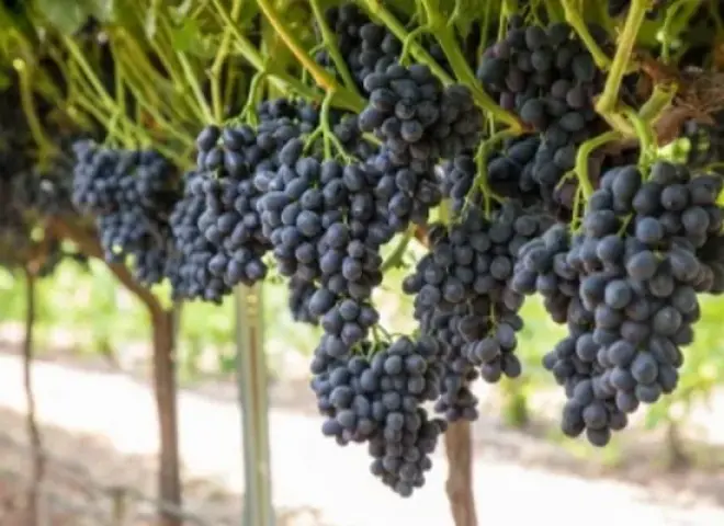 القضاء الإداري المصري يؤكد حماية صنف العنب ”Sugrathirteen” ضد التعديات