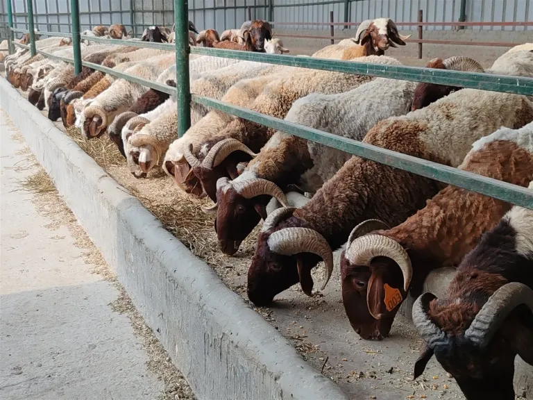 الزراعة تكشف تفاصيل طرح الأضاحي بأسعار مخفضة