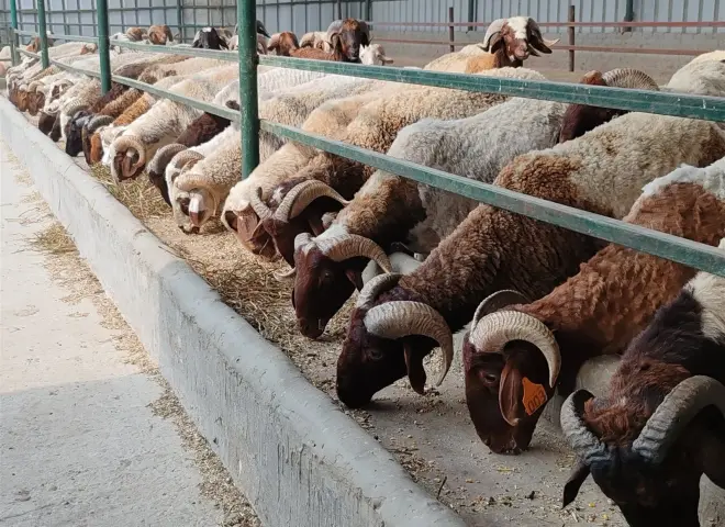 الزراعة تكشف تفاصيل طرح الأضاحي بأسعار مخفضة